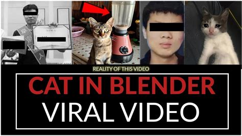 cat in the blender video twitter|Animal abuse videos go viral on Twitter, raising concerns